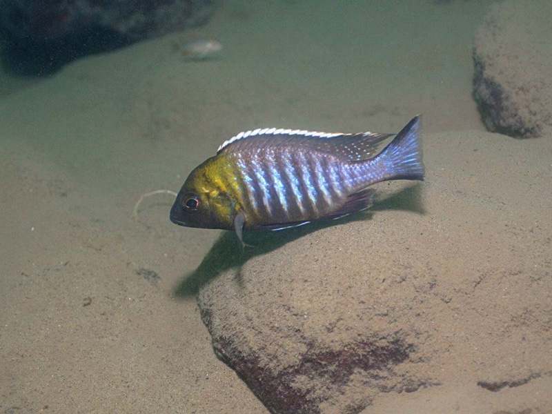Lethrinops sp. 'micrentodon makokola' Makokola Reef